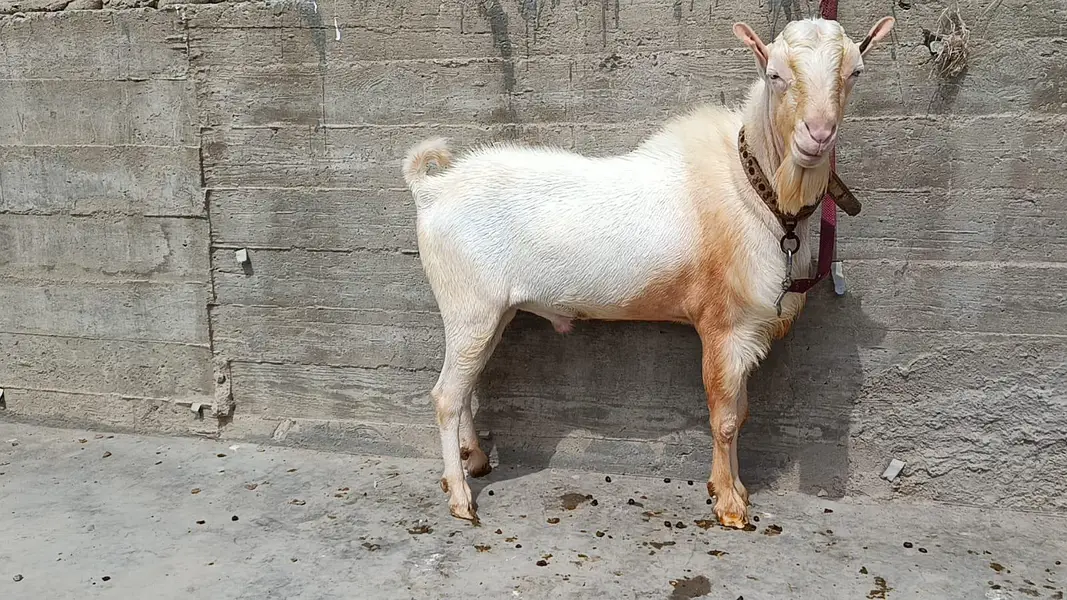 Pointed Russian Tedda Breeder — photo 4