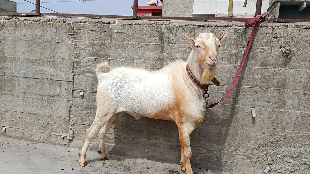 Pointed Russian Tedda Breeder — photo 5