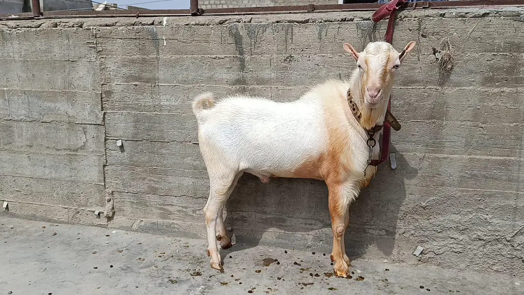 Pointed Russian Tedda Breeder — photo 6