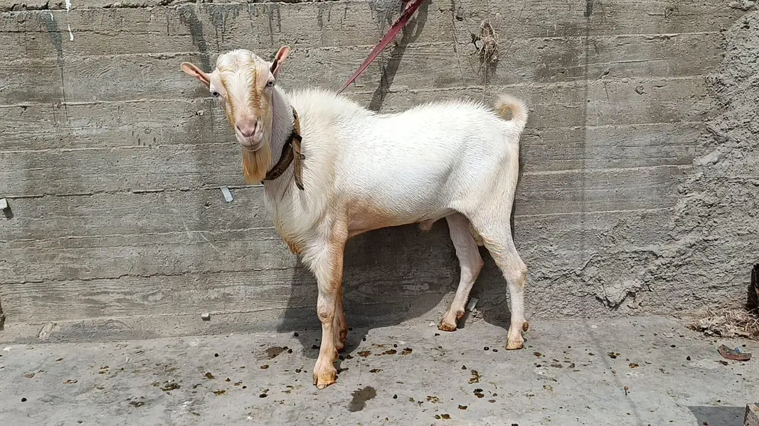 Pointed Russian Tedda Breeder — photo 7