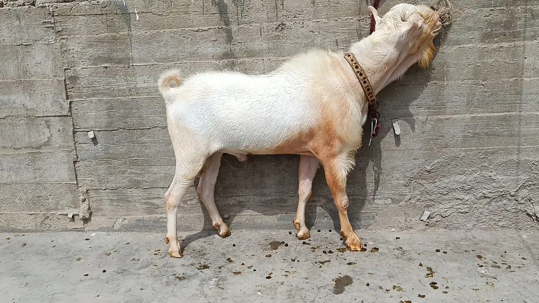 Pointed Russian Tedda Breeder — photo 8