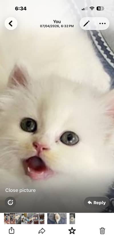 Premium Tripple coated / Persian kittens/ Litter trained/ Fur ball