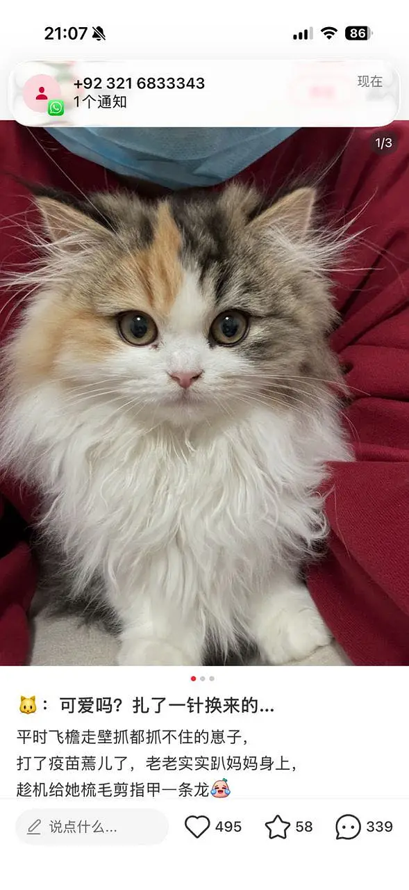 Premium Tripple coated / Persian kittens/ Litter trained/ Fur ball — photo 2