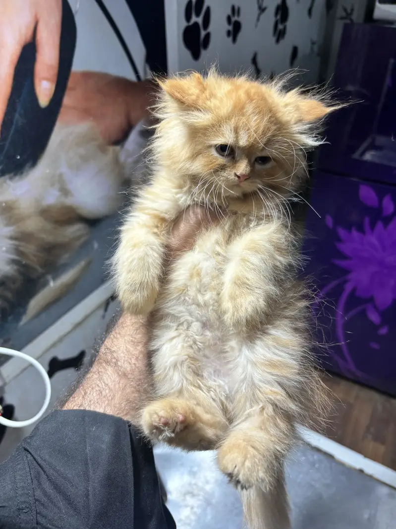 Premium Tripple coated / Persian kittens/ Litter trained/ Fur ball — photo 3