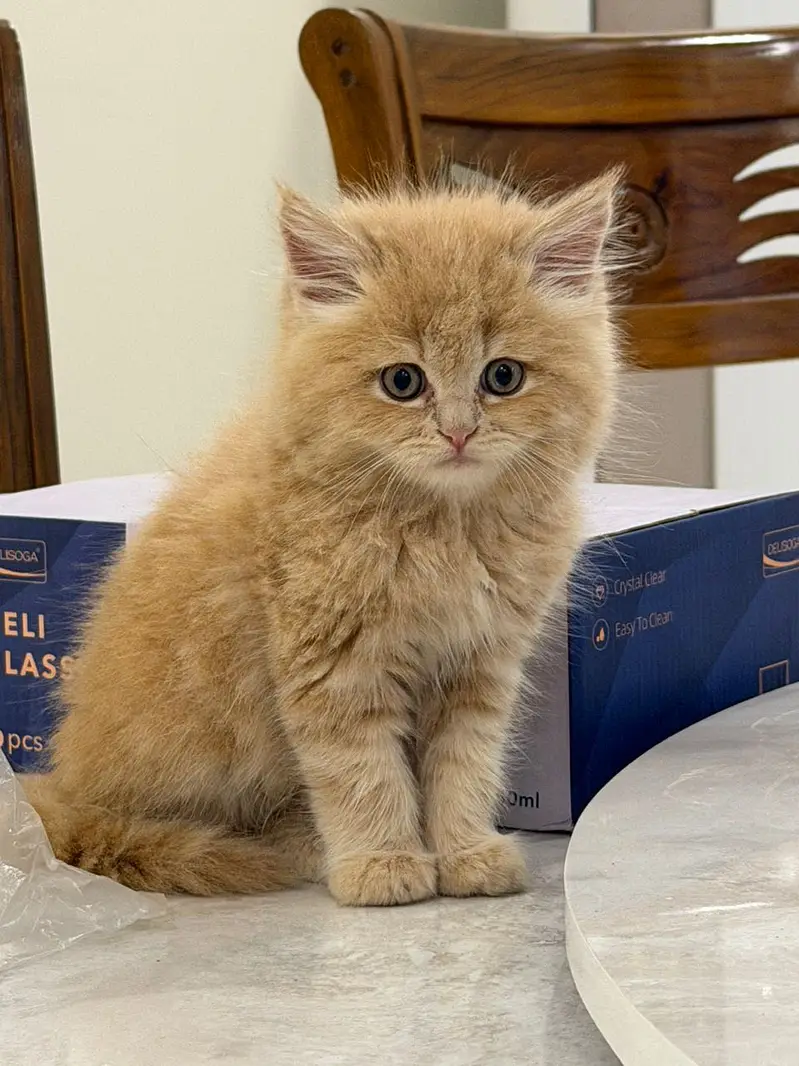Premium Tripple coated / Persian kittens/ Litter trained/ Fur ball — photo 4