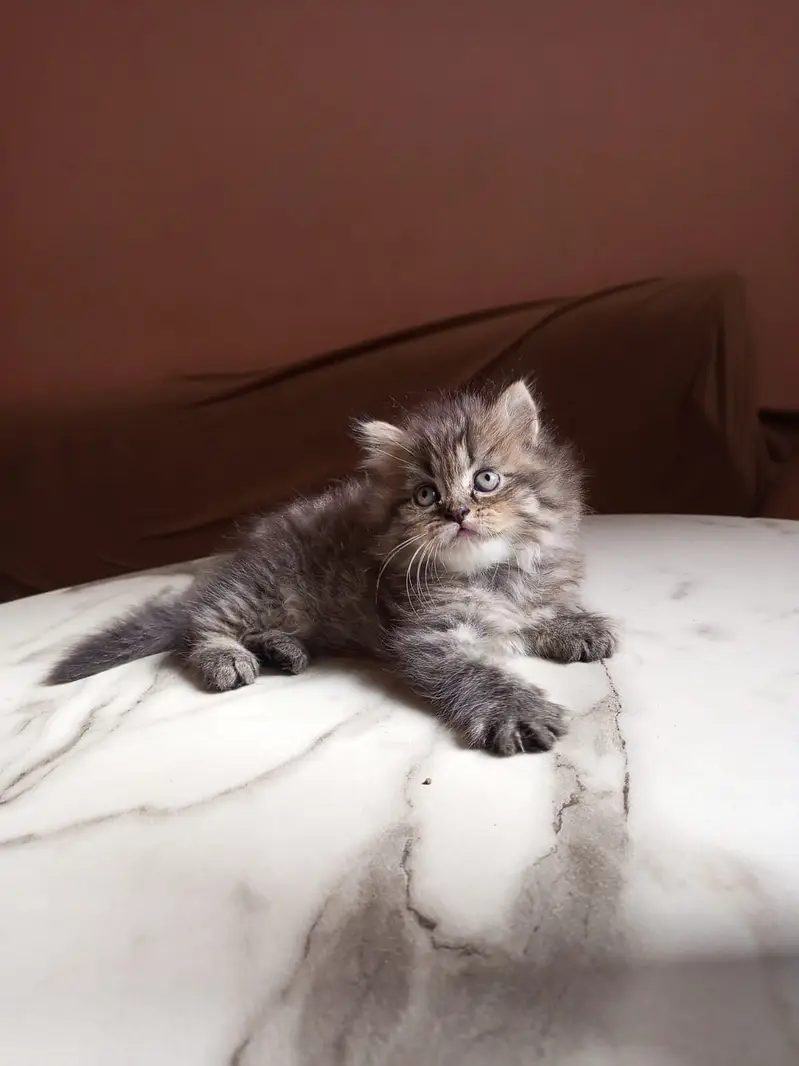 Premium Tripple coated / Persian kittens/ Litter trained/ Fur ball — photo 8