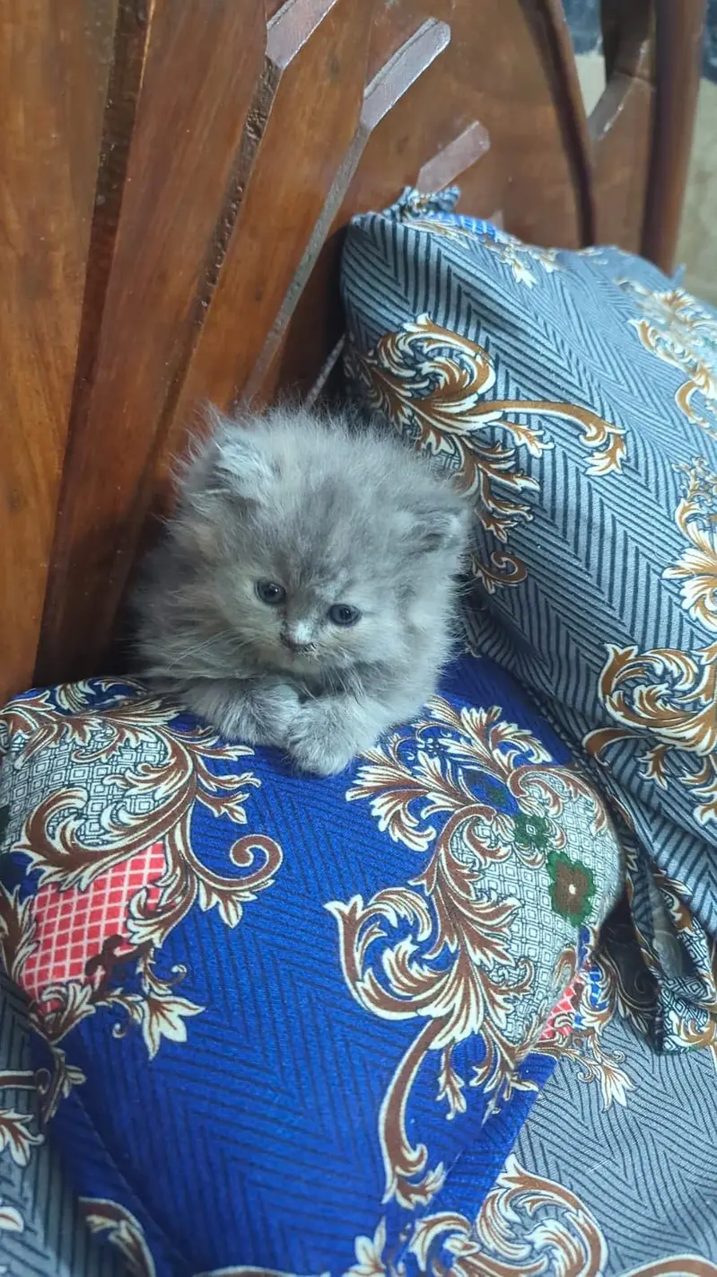 Premium Tripple coated / Persian kittens/ Litter trained/ Fur ball — photo 11