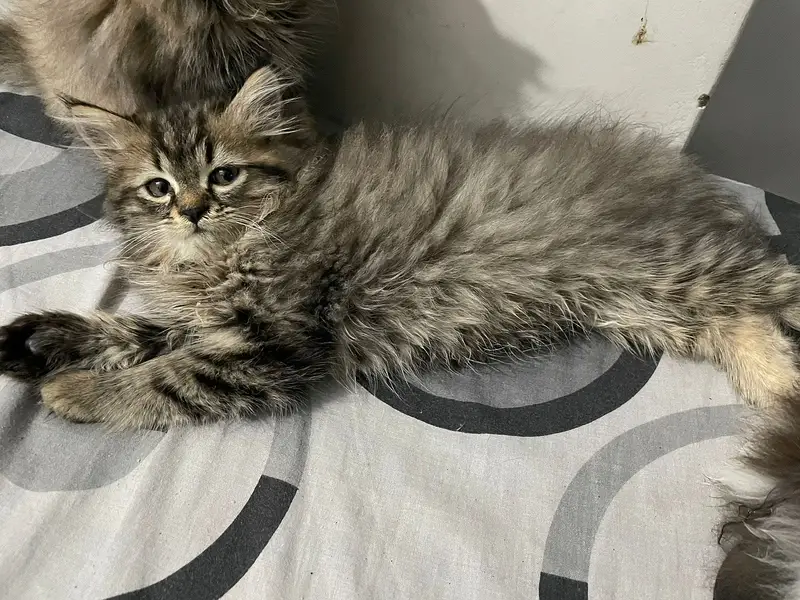 Premium Tripple coated / Persian kittens/ Litter trained/ Fur ball — photo 12
