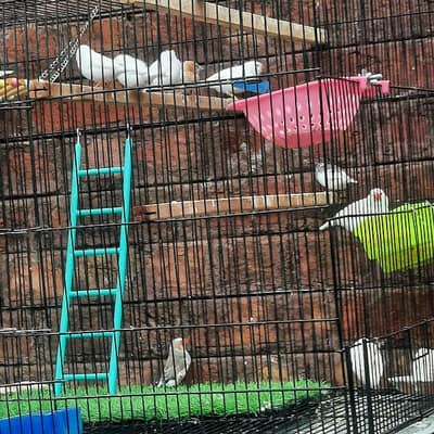 Finches Snow white Banglise