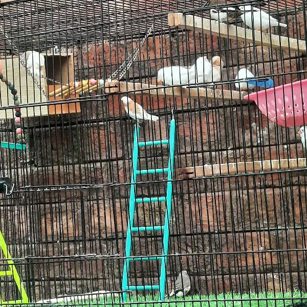 Finches Snow white Banglise — photo 2