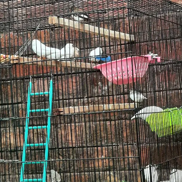 Finches Snow white Banglise — photo 3