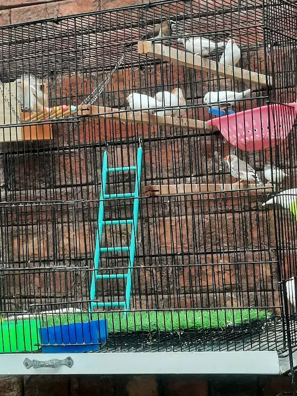 Finches Snow white Banglise — photo 5