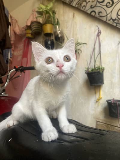 Persian mother mix breed street father cat for sale 2000rs