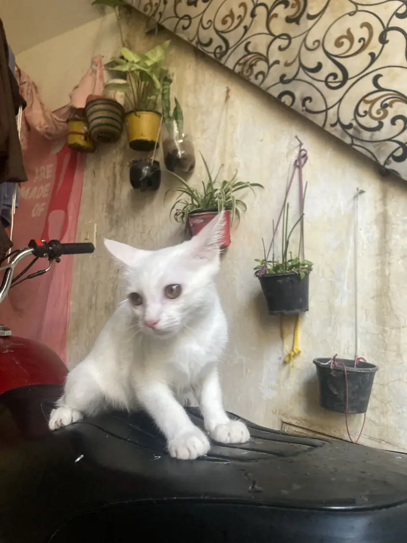 Persian mother mix breed street father cat for sale 2000rs — photo 2