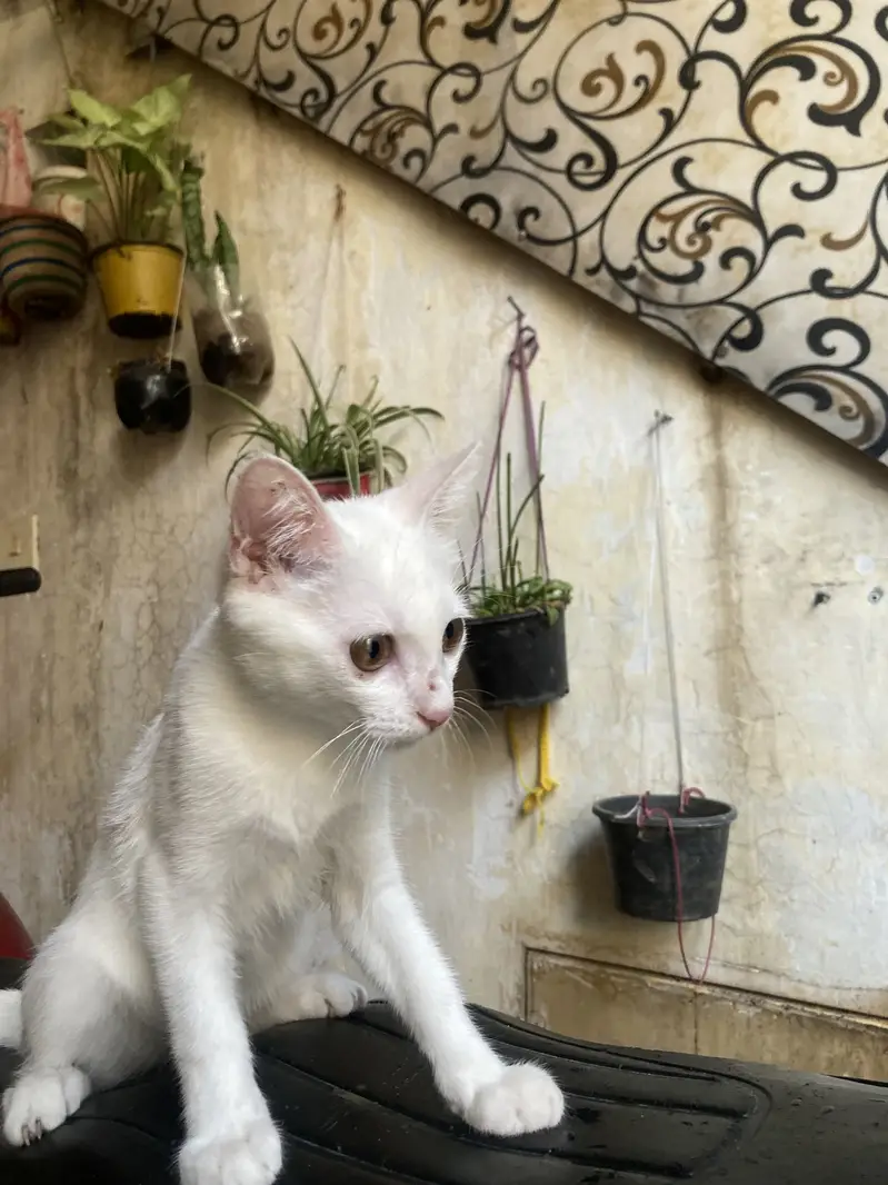 Persian mother mix breed street father cat for sale 2000rs — photo 3