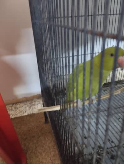 Raw Parrot for sale Bolta hai