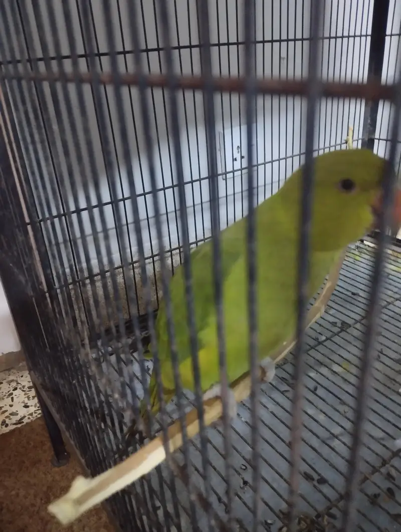 Raw Parrot for sale Bolta hai — photo 2
