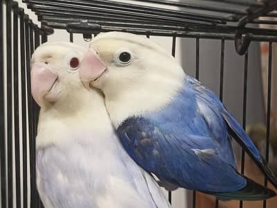 B2 opline palefellow breeder pair