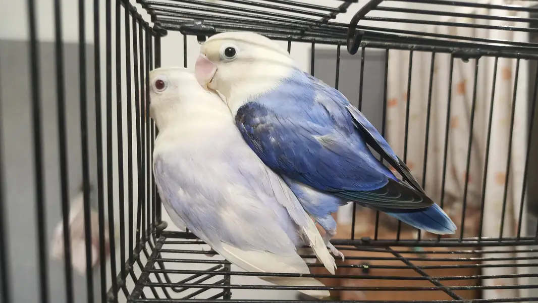 B2 opline palefellow breeder pair — photo 2