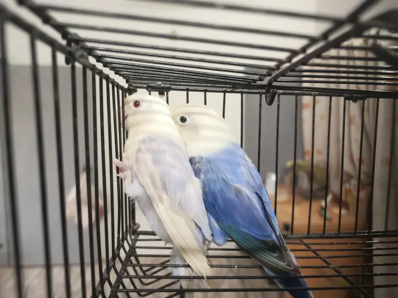 B2 opline palefellow breeder pair — photo 3