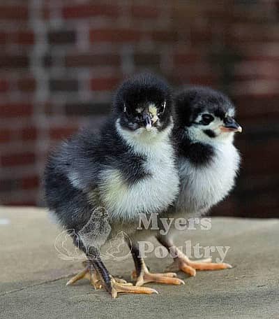 Astrolop Chicks