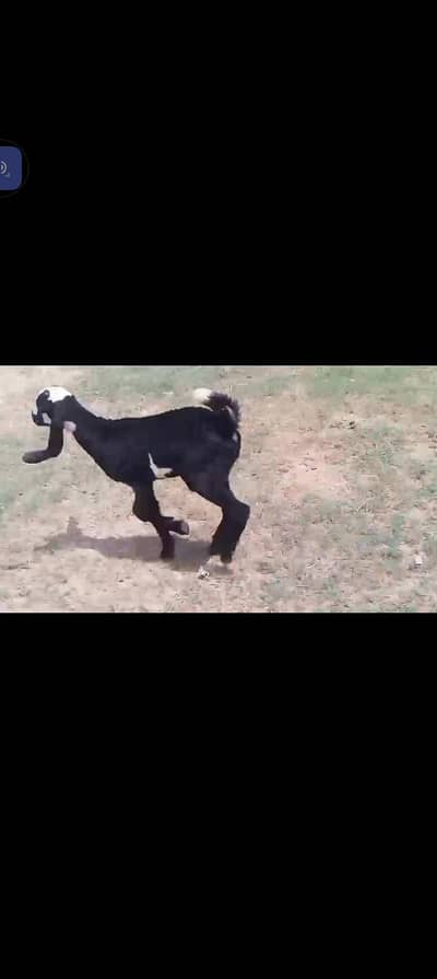 baby goat male