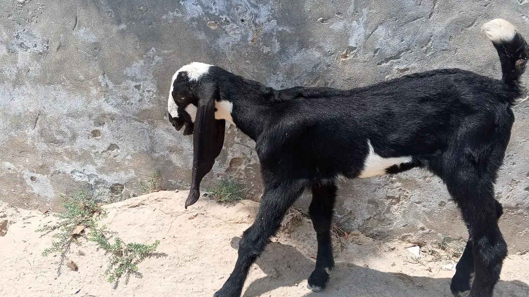 baby goat male — photo 6