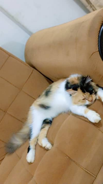 calico female semi punch face