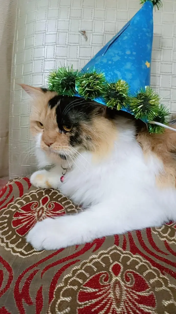 calico female semi punch face — photo 3