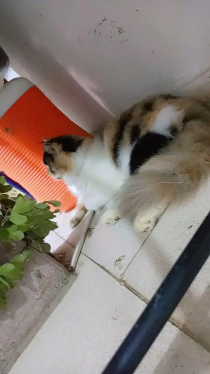 calico female semi punch face — photo 4