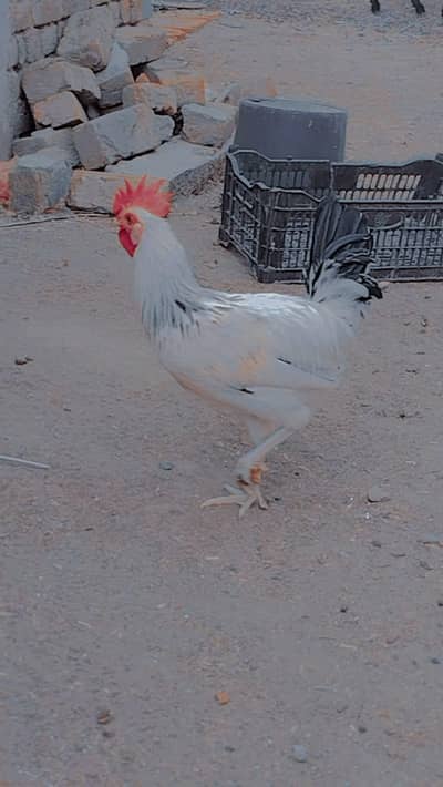 golden misri
