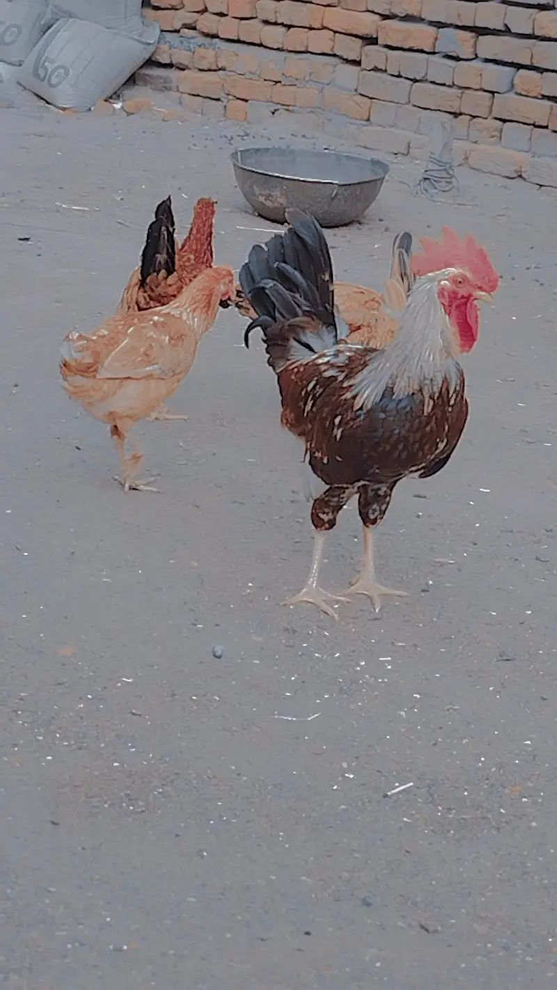 golden misri — photo 2