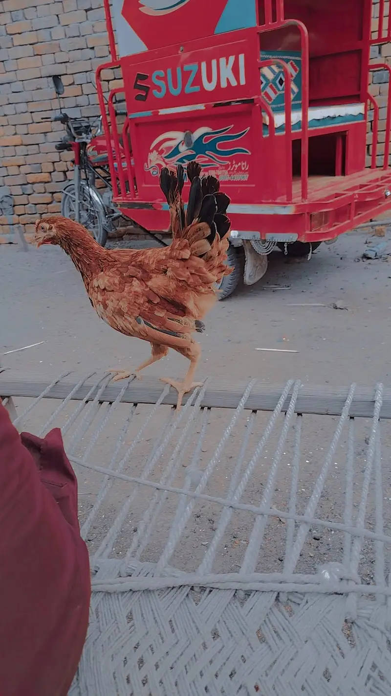 golden misri — photo 3