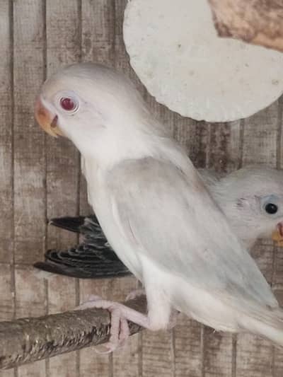 Urgent sale Parblue opline split pf pieces available for Sale