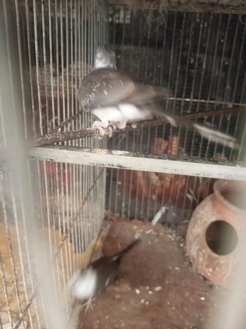 Urgent sale Parblue opline split pf pieces available for Sale — photo 10