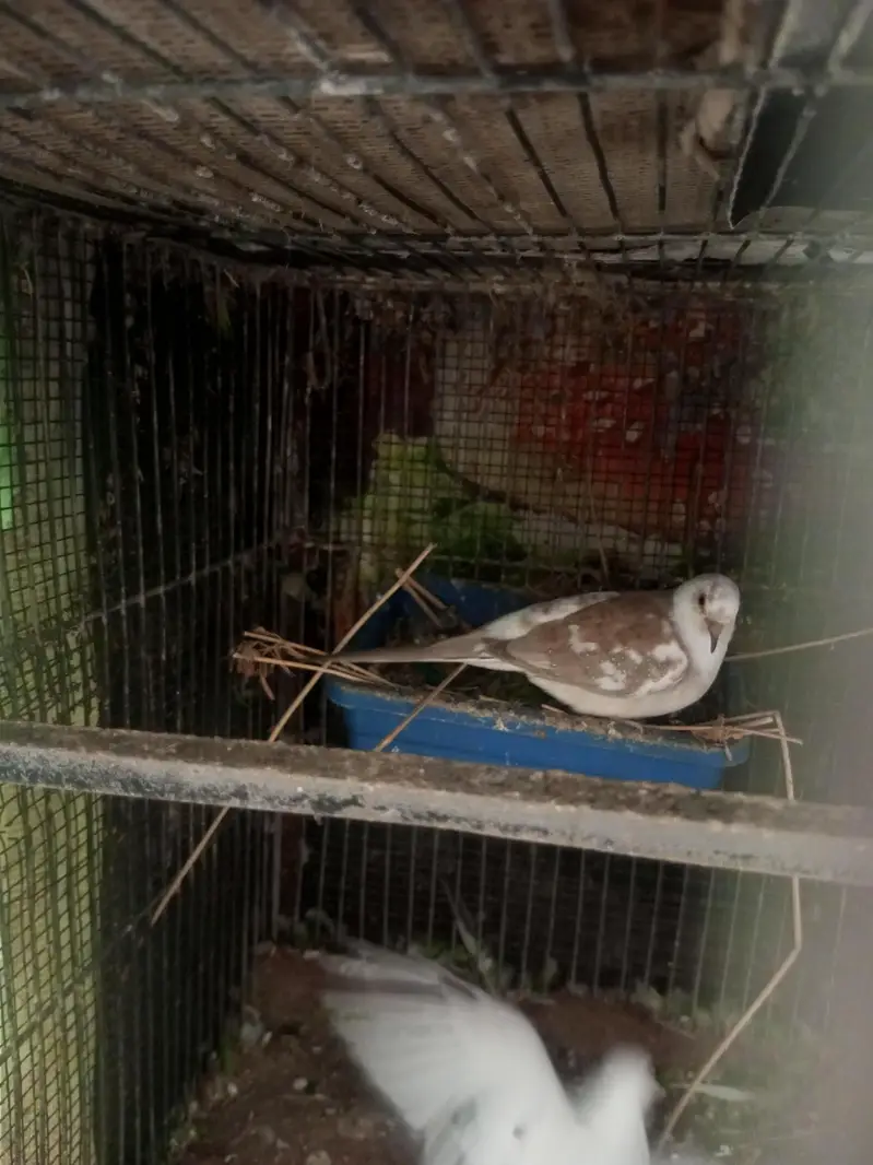 Urgent sale Parblue opline split pf pieces available for Sale — photo 11