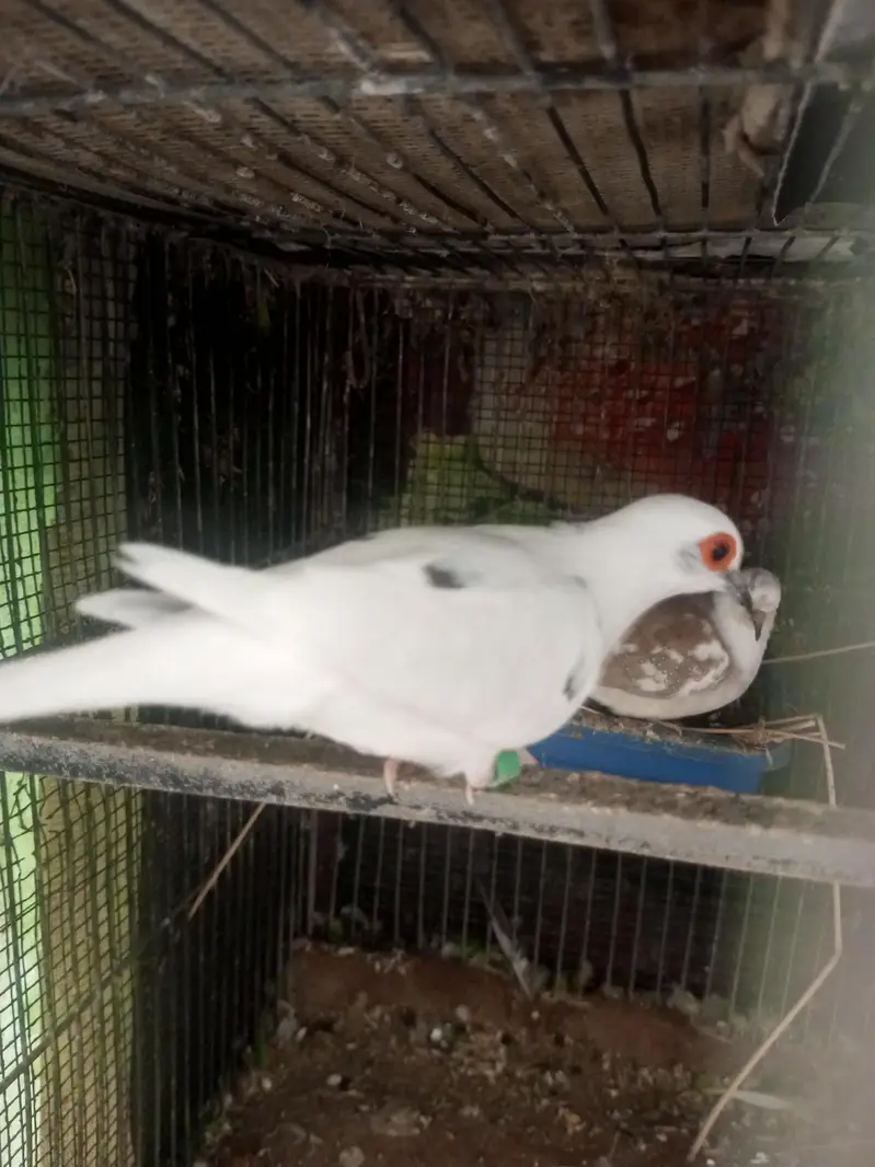 Urgent sale Parblue opline split pf pieces available for Sale — photo 12