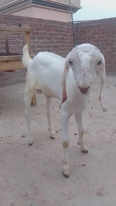 Breeder and bakri with 2 kids