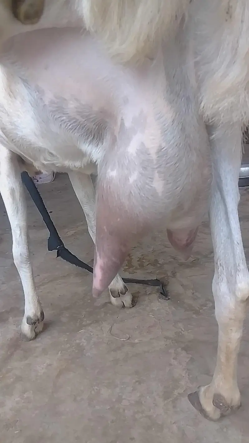 Breeder and bakri with 2 kids — photo 2