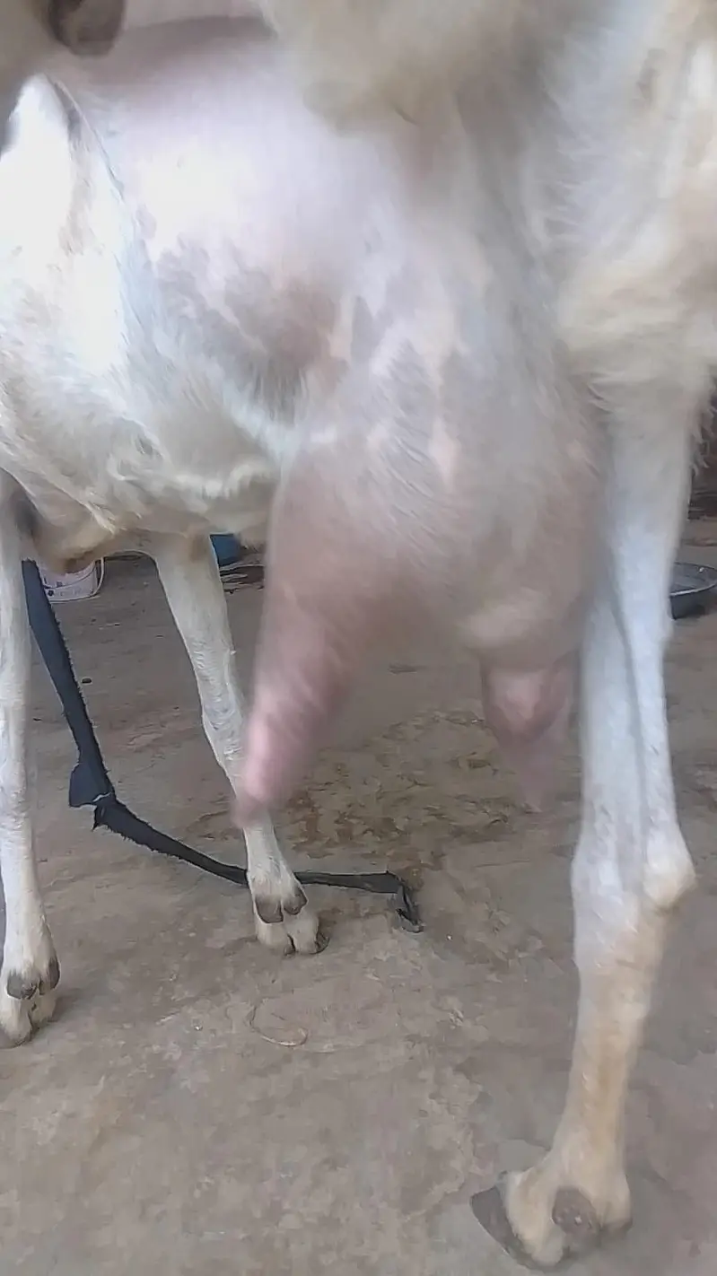 Breeder and bakri with 2 kids — photo 3