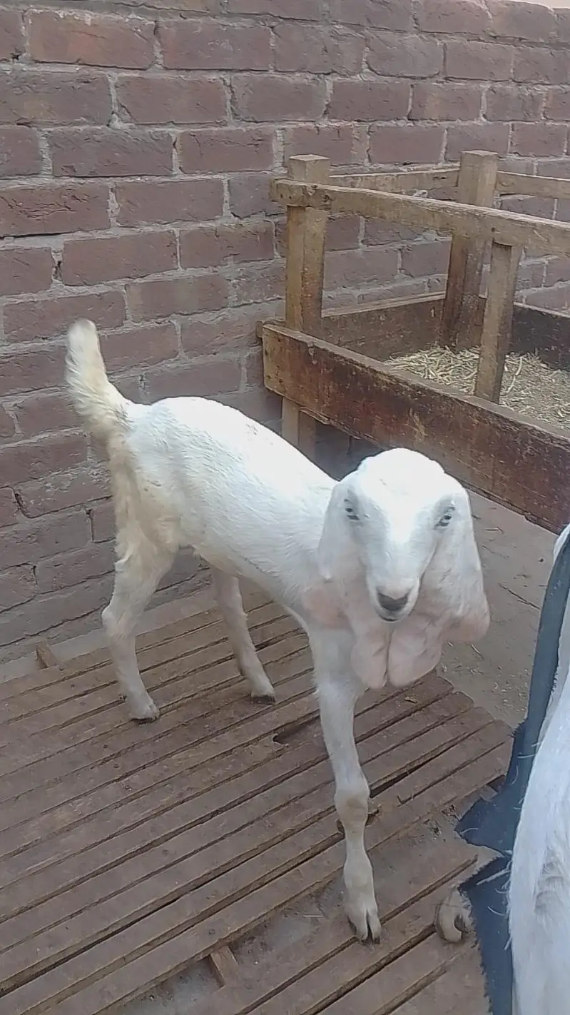 Breeder and bakri with 2 kids — photo 4