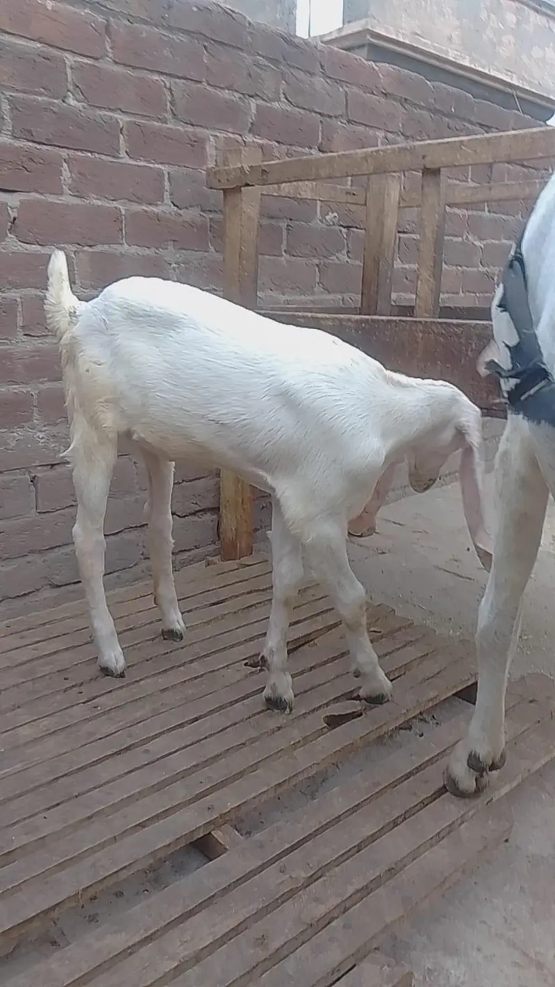 Breeder and bakri with 2 kids — photo 5