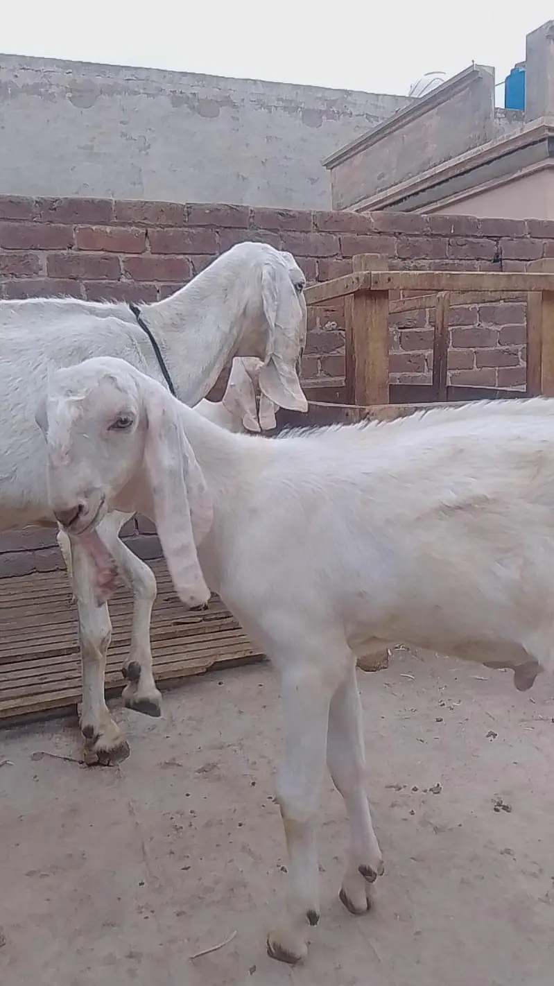 Breeder and bakri with 2 kids — photo 6