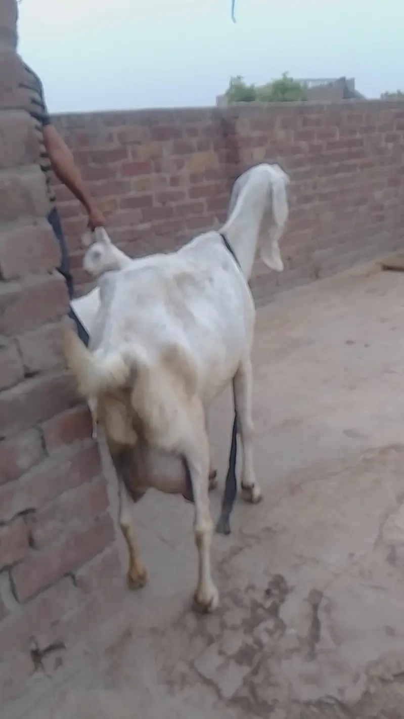 Breeder and bakri with 2 kids — photo 7