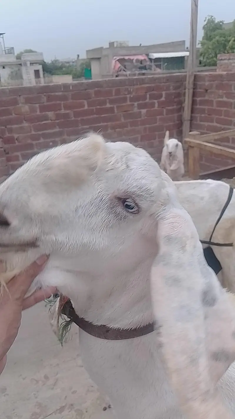 Breeder and bakri with 2 kids — photo 8