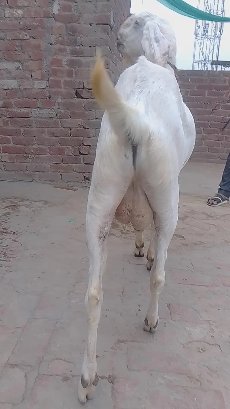Breeder and bakri with 2 kids — photo 9