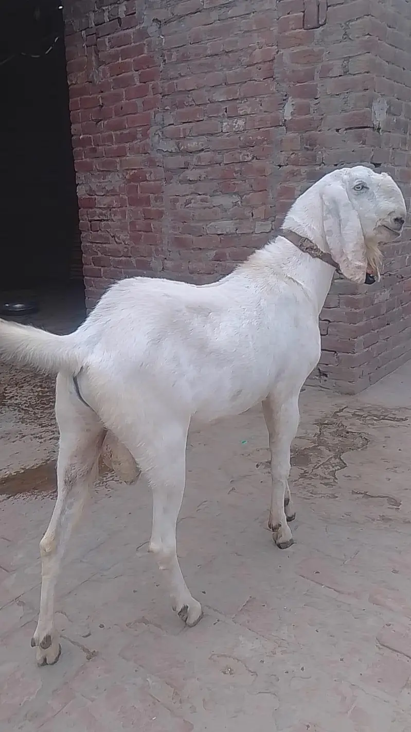 Breeder and bakri with 2 kids — photo 10
