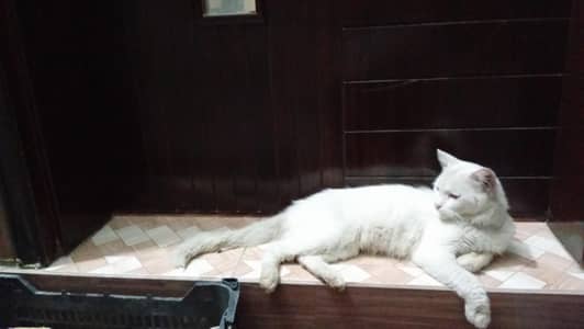 Persian cat for sale (adoption)