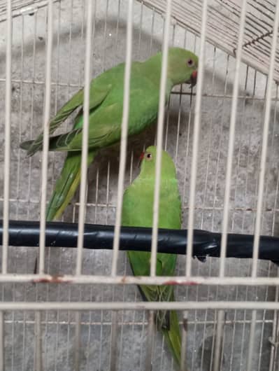 Green ringneck parrot baby
