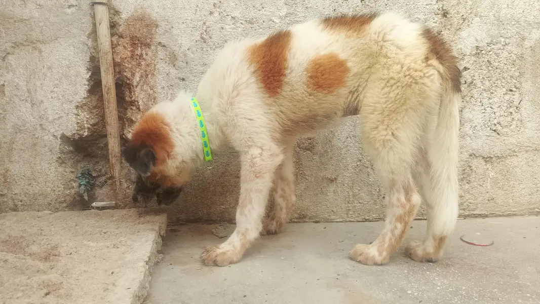 afghan kuchi — photo 2